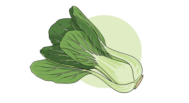 Fresh green bok choy vegetable bunch with white stalks and vibrant leaves against a pale green circular background.