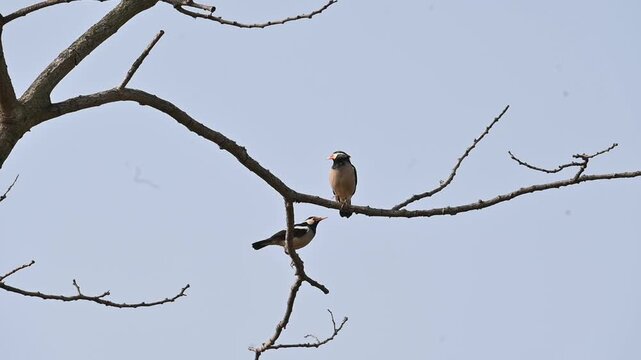 Indian pied myna or Gracupica contra. Its species&nbsp;of&nbsp;starling&nbsp;found in the&nbsp;Indian subcontinent. They are perched on branch of a tree, set against the backdrop of a blue sky. Asian pied starling brid. 