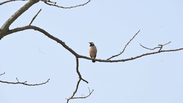 Indian pied myna or Gracupica contra. Its species&nbsp;of&nbsp;starling&nbsp;found in the&nbsp;Indian subcontinent. They are perched on branch of a tree, set against the backdrop of a blue sky. Asian pied starling brid. 