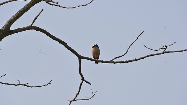 Indian pied myna or Gracupica contra. Its species&nbsp;of&nbsp;starling&nbsp;found in the&nbsp;Indian subcontinent. They are perched on branch of a tree, set against the backdrop of a blue sky. Asian pied starling brid. 