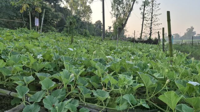 Traditional Bottle Gourd Cultivation on Bamboo Trellis - Agriculture Bangladesh