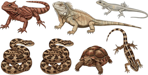 Fototapeta premium Detailed Reptile and Amphibian Vector Set Featuring Iguana, Bearded Dragon, Snakes, and Tortoise Illustrations for Educational Nature Designs, Wildlife Posters, and Biological Graphics