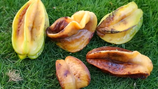 Rotten starfruit on green grass showing mold and decay