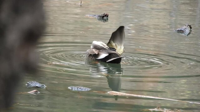 【4K】弘前公園のお堀：水面で毛繕いをするカルガモの日常。穏やかな春の訪れを感じるネイチャー素材　[4K] Eastern Spot-billed Duck Preening in Hirosaki Park Moat: Peaceful Spring Scene in Aomori, Japan  撮影日：20260319-1