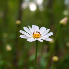 Fototapeta premium Close-up of a delicate white daisy flower with vibrant yellow center, set against a lush green background, capturing beauty, , and tranquility in a stunning outdoor scene for lovers and enthusiasts