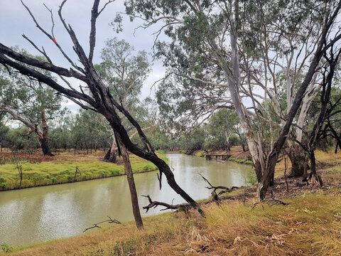 Eucalyptus trees on the banks of the Namoi River near Walgett New South Wales Australia