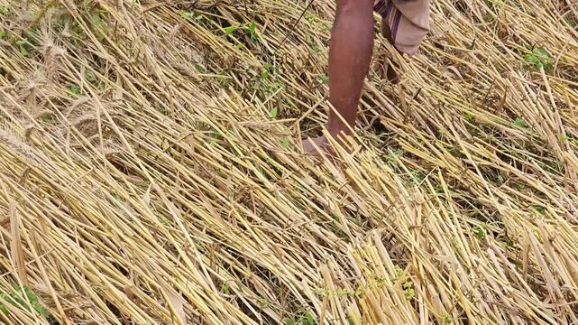 Golden Wheat Harvesting in Rural Field. Farmers Cutting Crops at Sunset