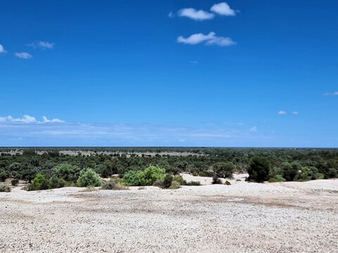Australian Outback with trees under a clear blue sky near Lightning Ridge New South Wales