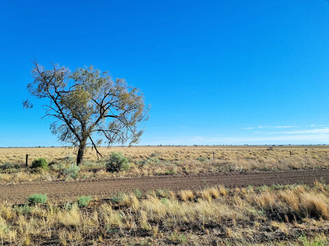 Australian Outback with trees under a clear blue sky near Lightning Ridge New South Wales