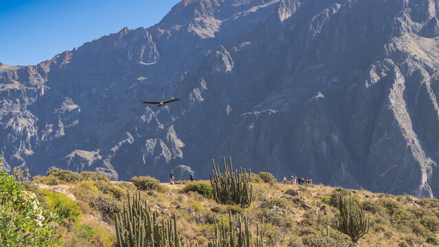 Observation of the condor flight. A large bird of prey soars with its wings spread over the plateau. Cacti grow. Silhouettes of people at the edge of the gorge. Mountains, blue sky. Peru. Colca Canyon