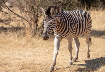Naklejka premium Male Zebra standing in savanna in South Africa RSA