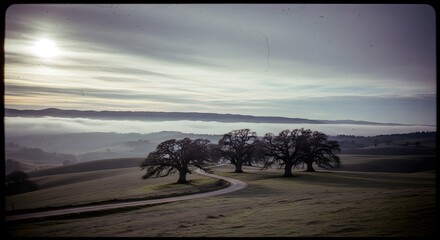 Obraz premium Mist drifts through distant valleys as a pale winter sun rises over rolling hills, a winding track curving past three ancient oaks, capturing the quiet poetry of dawn in a lonely countryside wrapped i
