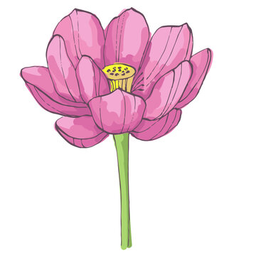 Single pink lotus flower blooming in close up isolated on white background, sacred nelumbo nucifera blossom, zen and meditation concept