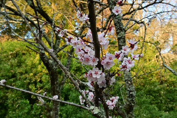 Fototapeta premium Plum blossoms in full bloom with soft morning sunlight