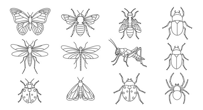 Insects and bugs line drawings collection 1.
