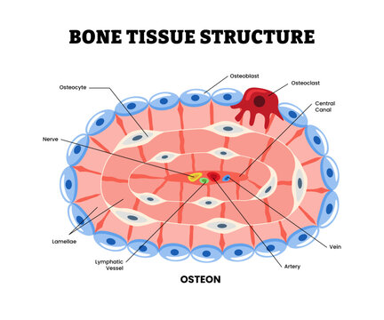 Osteon development and structure. Bone tissue structure anatomy diagram. Haversian system. Labeled osteocyte, osteoblast, osteoclast, nerve, lamellae, lymphatic vessel, artery, central canal and vein.