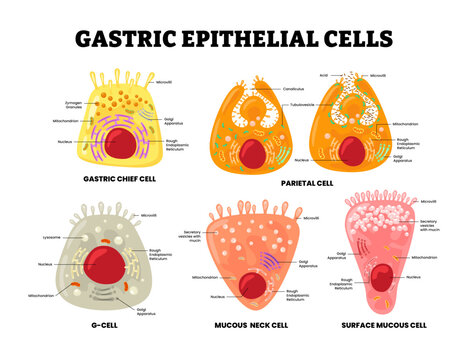 Different types of gastric epithelial cells structure anatomy diagram. Gastric chief, parietal g cell, mucous neck and surface mucous. Stomach cell. Intestinal organ microbiology vector illustration.
