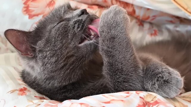 Close up slow motion footage of adorable gray kitten grooming its paw with tongue out.