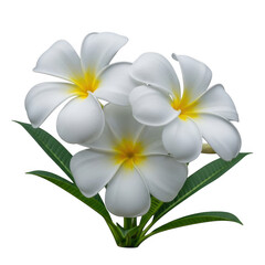Fototapeta premium A beautiful cluster of three white plumeria flowers with vibrant yellow centers and green leaves