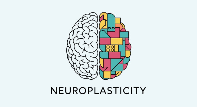 Brain Neuroplasticity Concept Illustration.