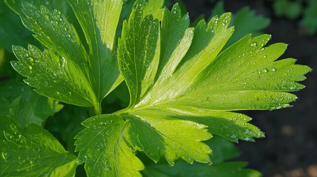 lovage. A lush green lovage plant with dewdrops in a morning garden. gardening catalogs, home-decor guides, designed for home decor and floral branding, used by ngo communicators.