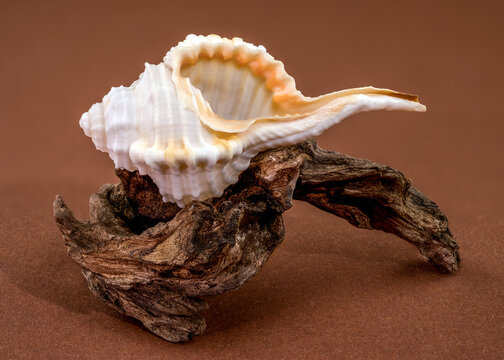 Tibia fusus seashell with driftwood on brown background