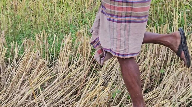 Farmers Harvesting Wheat in Golden Field, Traditional Agriculture Scene, Rural Farming Life