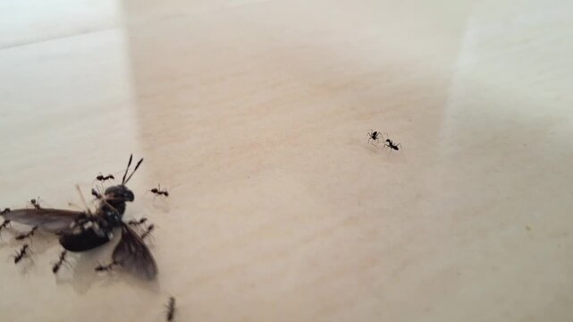 A swarm of tiny black ants relentlessly attacks and drags a deceased large fly across a light-colored tiled floor, showcasing a powerful scene of nature's determined scavengers in action