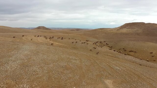 Aerial view Judean desert sheep herd landscape Israel

Drone footage capturing sheep herd moving across Judean desert hills Israel March 24 2026
