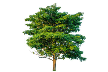 Green tree isolated on transparent background with clipping path, single tree with clipping path and alpha channel. are Forest and foliage in summer for both printing and web pages.
