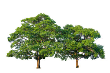 Green tree isolated on transparent background with clipping path, single tree with clipping path and alpha channel. are Forest and foliage in summer for both printing and web pages.
