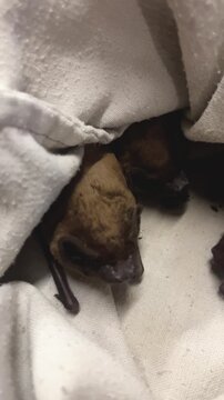Common Noctule bats resting inside a white bag during rehabilitation. Concept of wildlife rescue, care for injured animals, scientific study, and conservation. Protection and recovery of bats in a