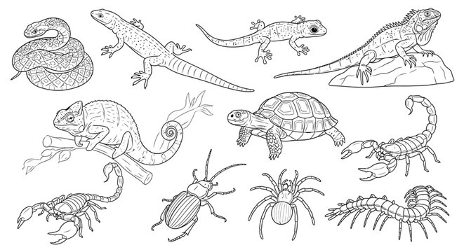 Collection of various reptiles and insects.