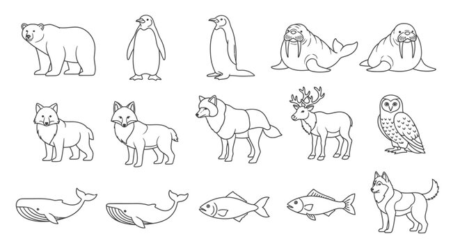 Collection of various wild animal drawings 15.