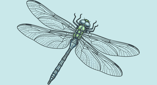Detailed drawing of a dragonfly insect.