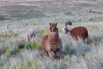 Naklejka premium Alpaca breeding process for wool production in high Andean grasslands