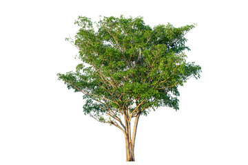 Green tree isolated on transparent background with clipping path, single tree with clipping path and alpha channel. are Forest and foliage in summer for both printing and web pages.