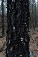 Fototapeta premium black pine in corona forestal park in tenerife