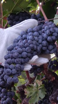 Farm worker harvesting ripe grape clusters from the vine. Vertical design in 9:16 ratio. Smartphone and social media ready.