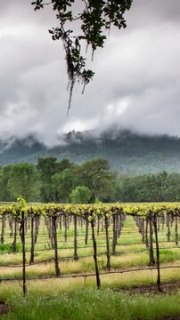 Napa valley vineyard in spring, Vertical design in 9:16 ratio. Smartphone and social media ready.