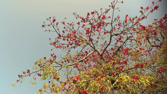 Bombax ceiba, like other trees of the genus Bombax, cotton tree. Malabar silk-cotton tree; red silk-cotton. Queen Kapiʻolani Garden, Honolulu, Oahu. Vog (air pollution) form Kīlauea Volcano(Big Island