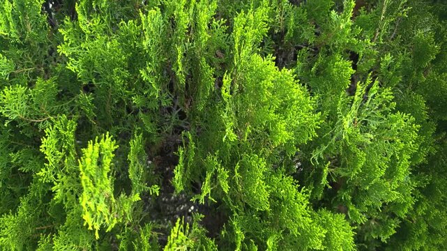 Platycladus orientalis, Chinese thuja, Oriental arborvitae, Chinese arborvitae, biota or Oriental thuja. family Cupressaceae. near Queen Kapiʻolani Garden, Honolulu, Oahu, Hawaii. Vog (air pollution)