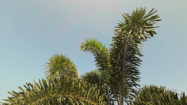 Wodyetia is a genus of the palm family Arecaceae. Wodyetia bifurcata.  foxtail palm.  near Queen Kapiʻolani Garden, Honolulu, Oahu, Hawaii. Vog (air pollution)