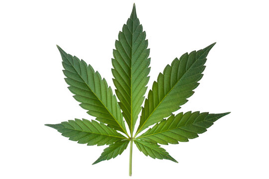 Green leaf plant hemp isolated isolated on a transparent background