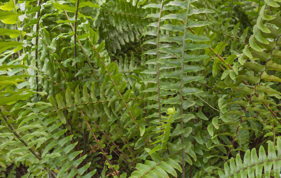 Close-up of vibrant green Boston fern fronds growing densely with new fiddleheads unfurling in a lush indoor garden display