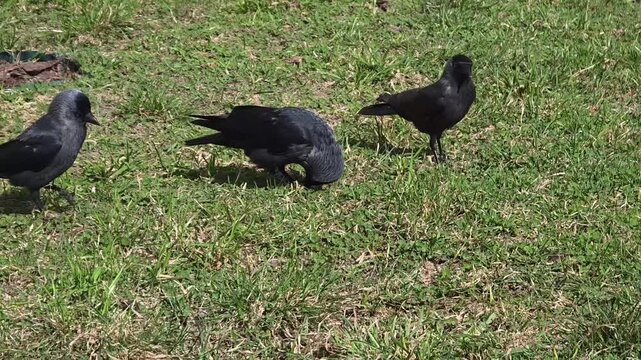 The jackdaw uses its beak to extract food from nutshells.
In doing so, it can damage its beak.
