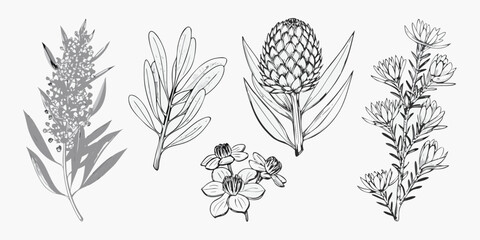 Vintage botanical illustration featuring various flowering plants and foliage © Ajay