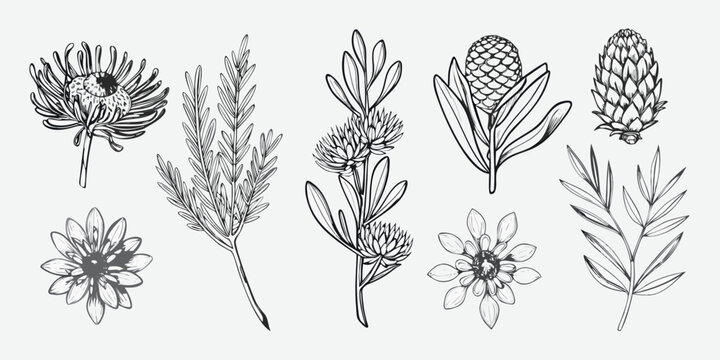 Detailed botanical illustration of protea and other flowering plants