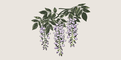 Delicate wisteria branches with purple flowers cascade downwards in illustration © Ajay