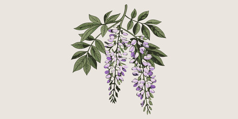 Watercolor illustration of cascading wisteria blossoms and lush green foliage © Ajay